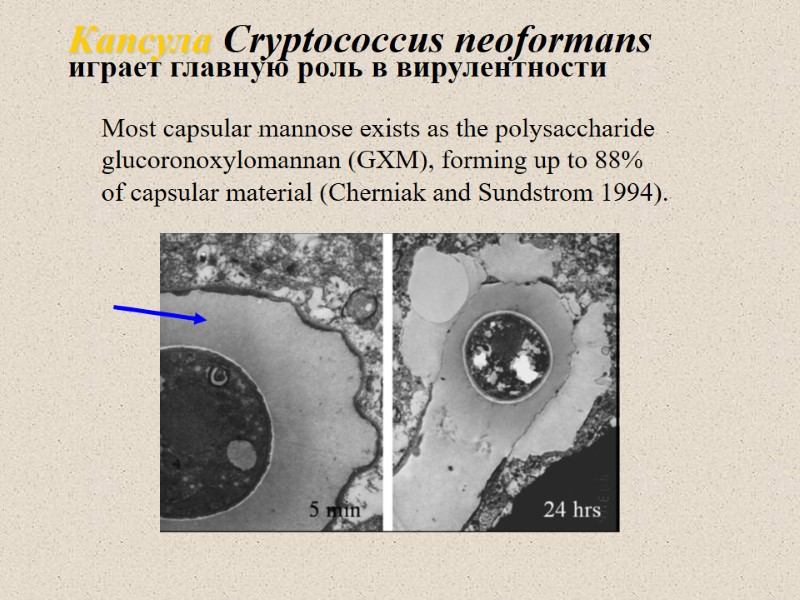 Most capsular mannose exists as the polysaccharide glucoronoxylomannan (GXM), forming up to 88% of